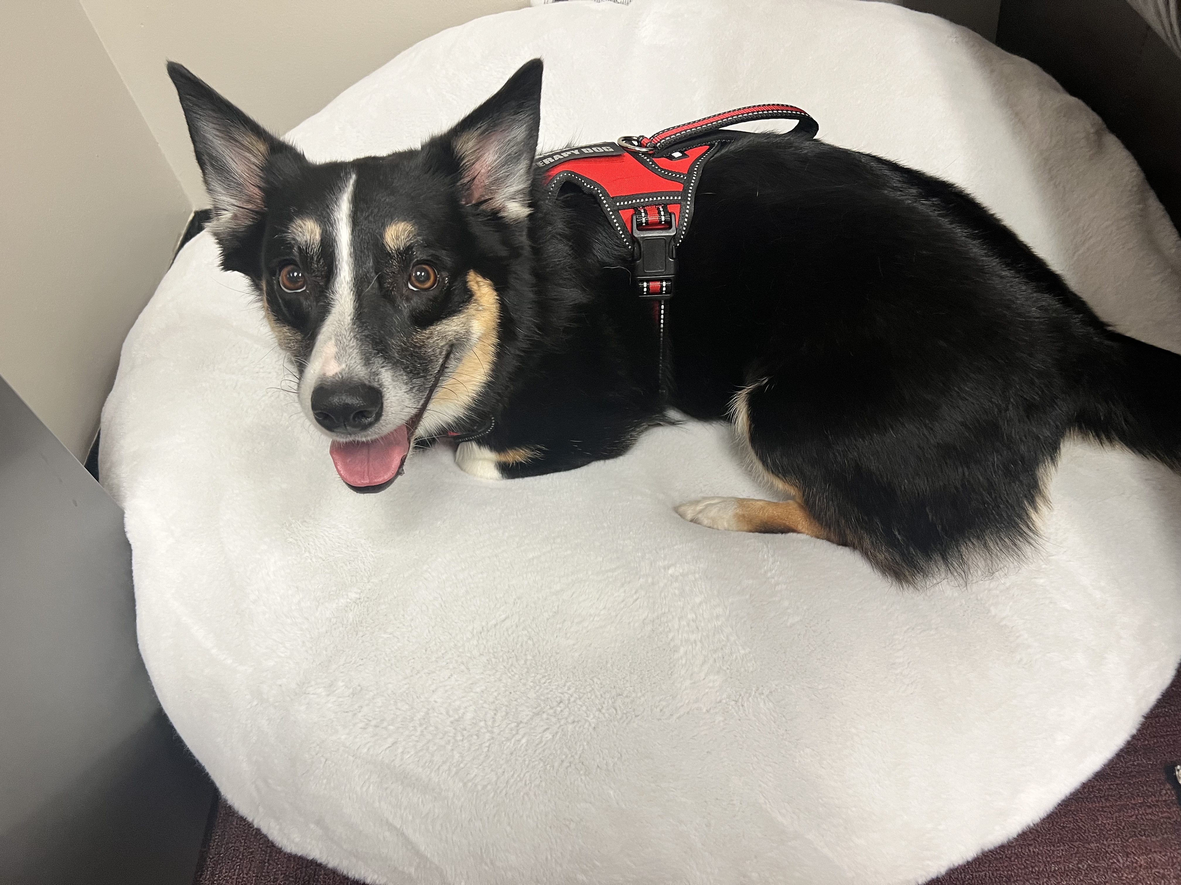 Man’s best… therapist?